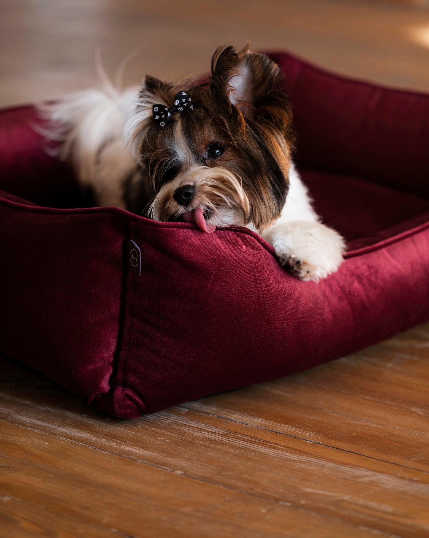 Vibrant Velvet Dog Bed | Cozy Comfort | Stylish Design | Easy to Clean