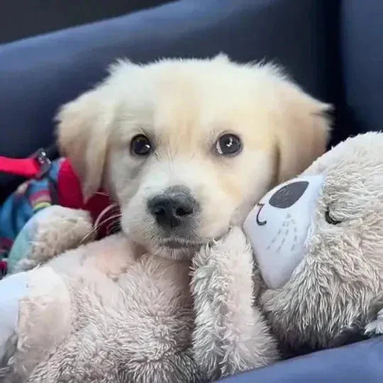 Calming Otter Plush Dog Toy | Soft Cuddly Comfort for Pets