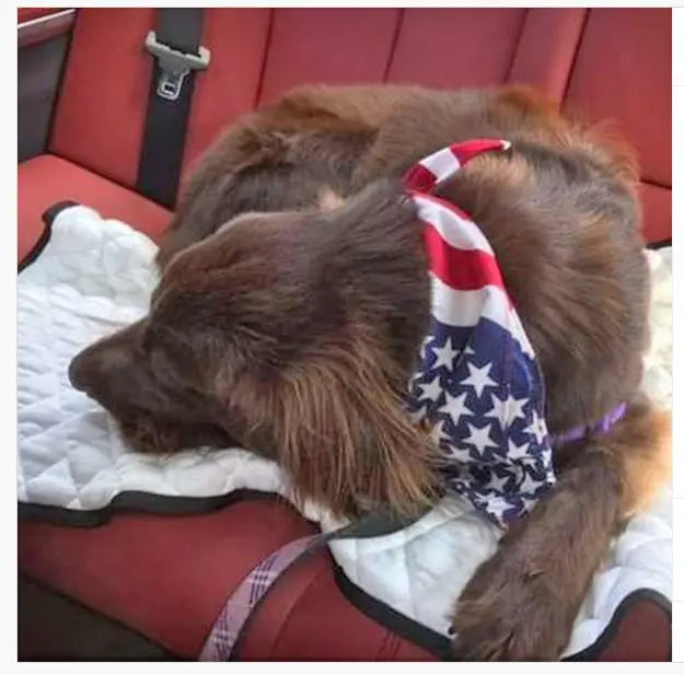 Dog Cooling Mat | Comfortable Relief