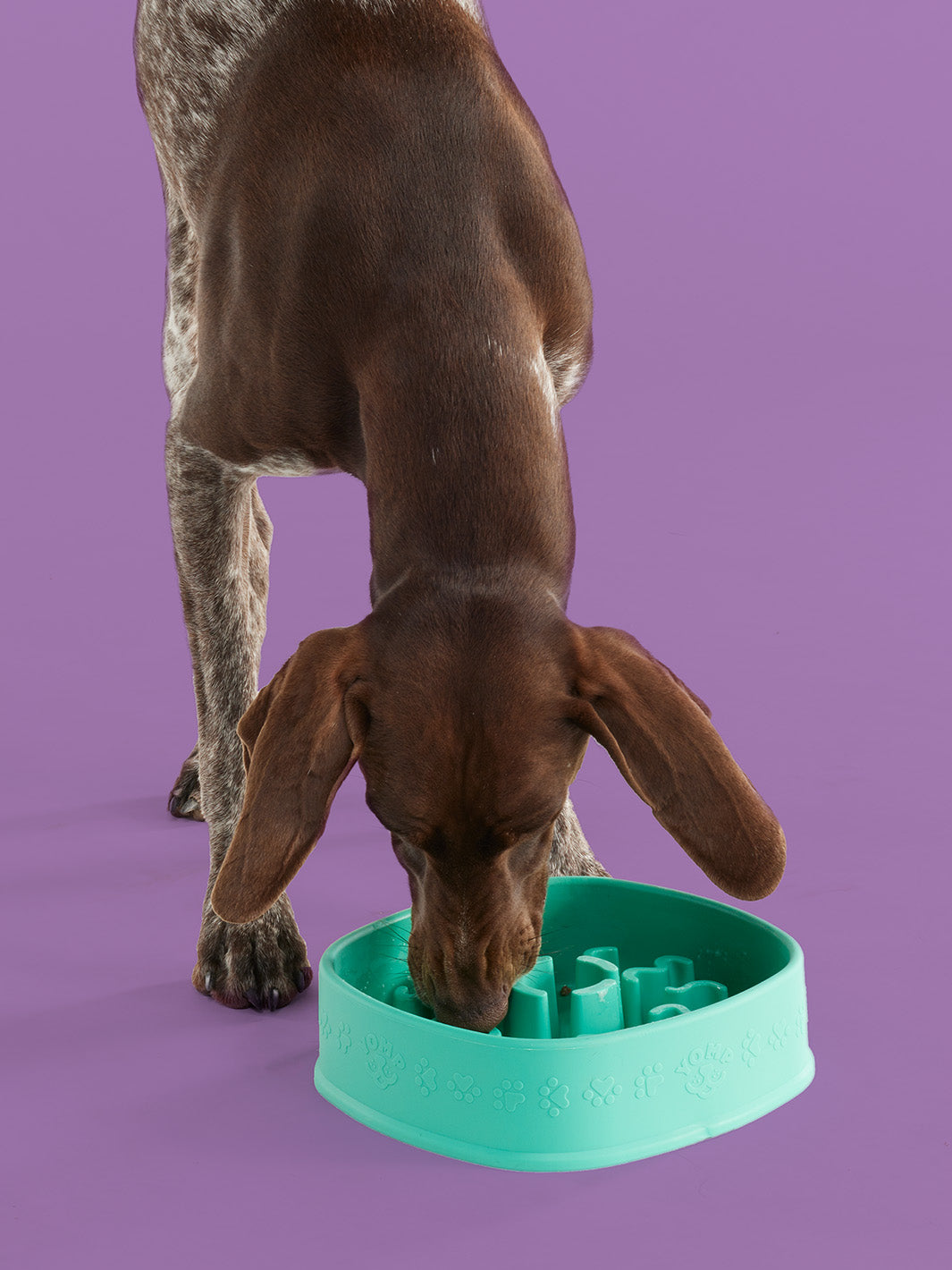 Dog Slow Feeder Bowl | Easy Clean Design | Reduces Waste