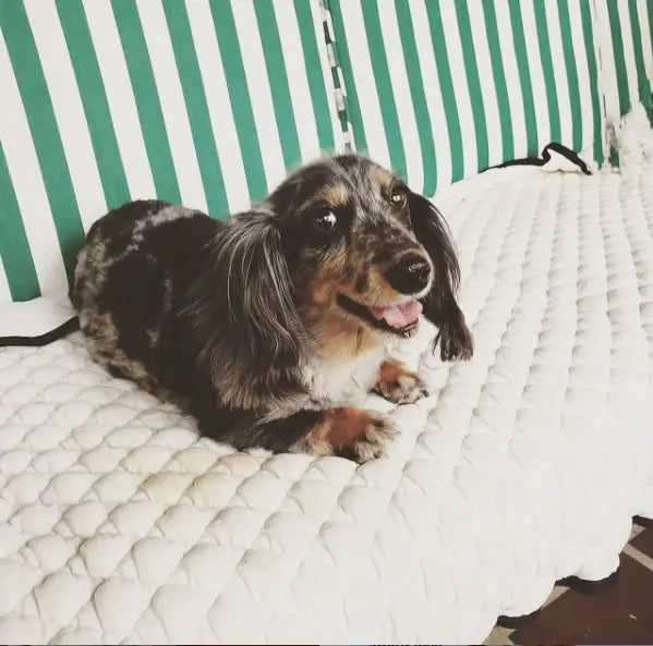 Dog Cooling Mat | Comfortable Relief
