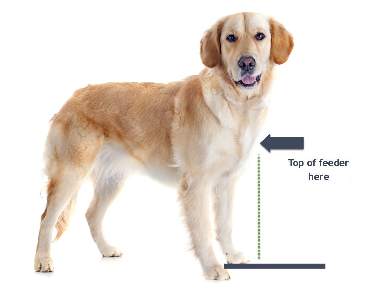 Elevated Feeding Bowl | Durable Design | Easy Clean