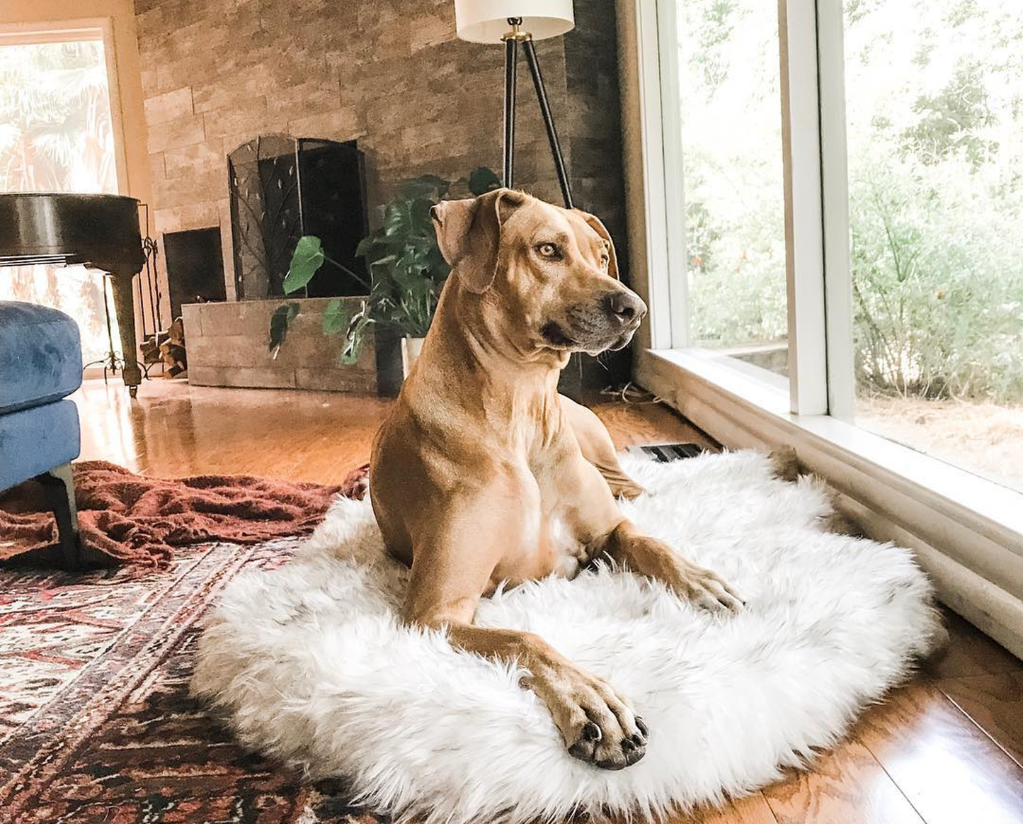 Faux Fur Orthopedic Dog Bed | Comfort for Large to XL Dogs