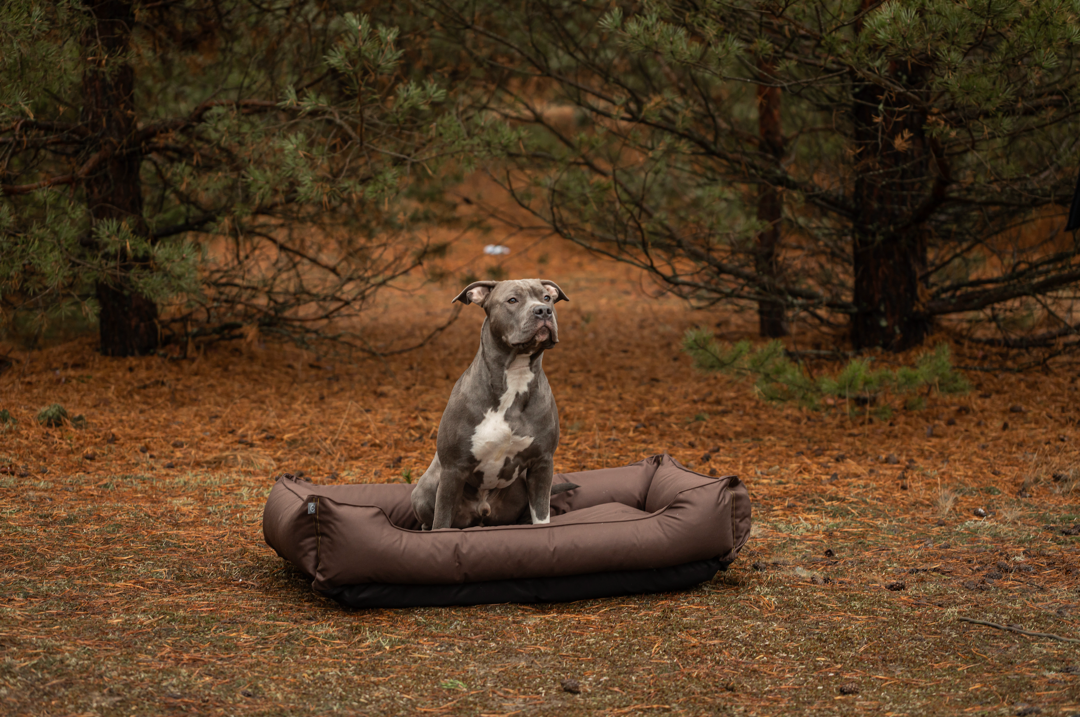 Waterproof Sleeper Dog Bed | Comfortable Support | Easy to Clean