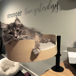 Cat Desk Nest | Space-saving design | Ergonomic workspace organizer