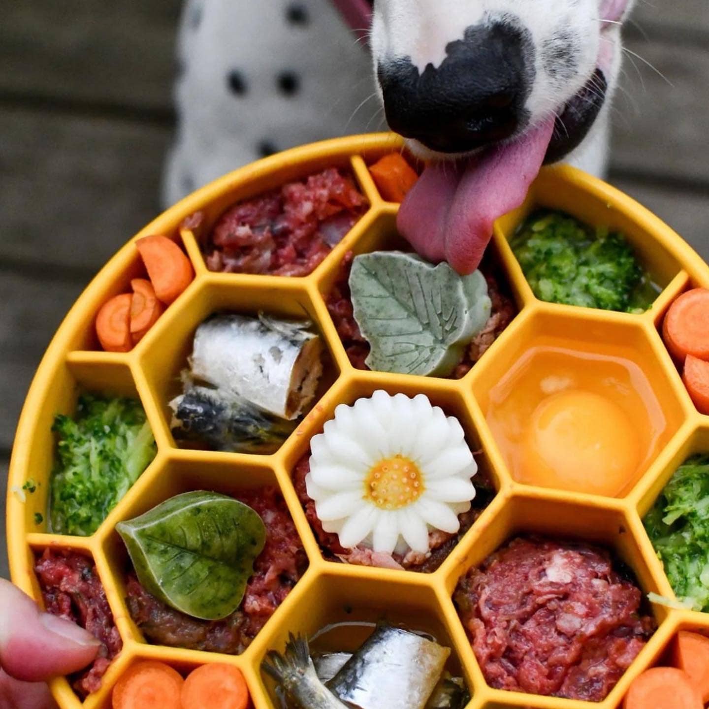 Honeycomb Slow Feeder Bowl | Reduces Bloating