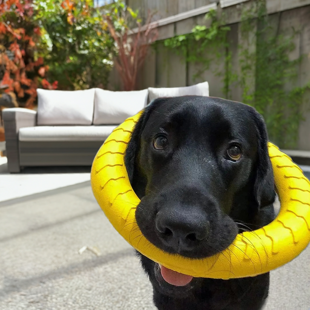 Dog Ring Toy | Indestructible Chew Toy | Floating Fetch Training Tool