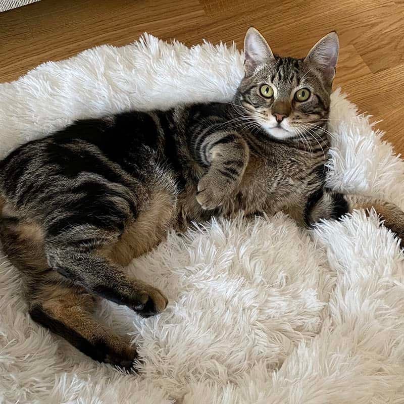 Fluffy Cat Bed | Cozy Warm Soft Design | Perfect for Cats and Kittens