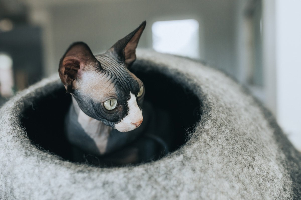 Cat Cave Bed | Cozy Hideaway | Eco-Friendly Material | Stylish Design