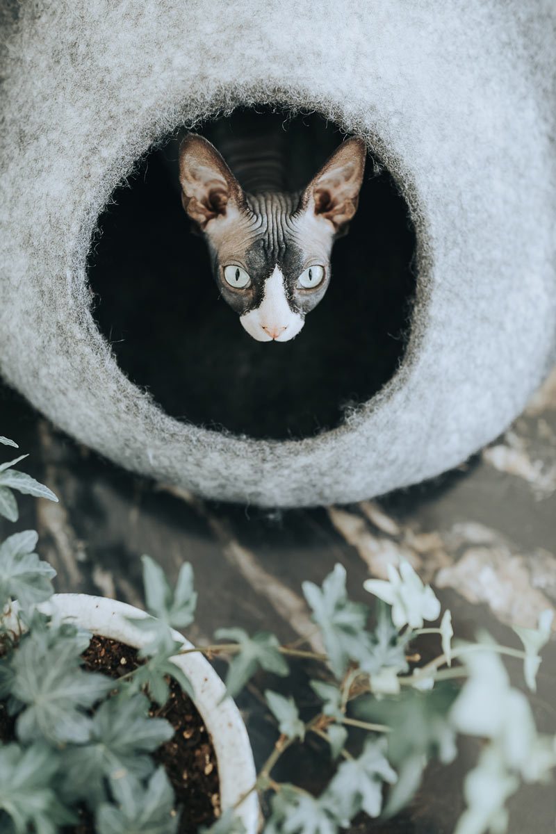 Cat Cave Bed | Cozy Hideaway | Eco-Friendly Material | Stylish Design