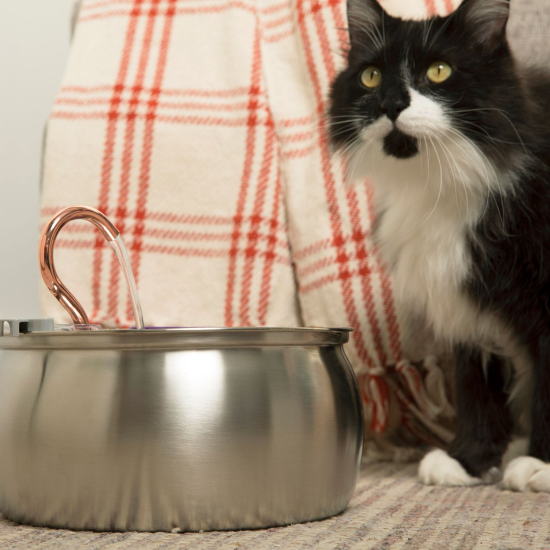 Cat Water Fountain | Promotes Hydration | Reduces Stress