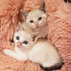 Calming Cat Bed | Cozy Soft Design | Reduces Anxiety