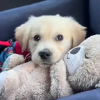 Calming Otter Plush Dog Toy | Soft Cuddly Comfort for Pets