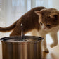 Cat Water Fountain | Promotes Hydration | Reduces Stress