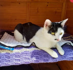 Dog Cooling Mat | Comfortable Relief