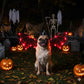 Halloween Dog Dragon Wings