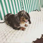 Dog Cooling Mat | Comfortable Relief