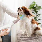 Dog Hair Dryer | Adjustable Temperature | Overheat Protection