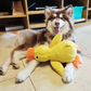 Dog Toy Stomping Duck | Bite Resistant | Teeth Cleaning | Interactive Plush
