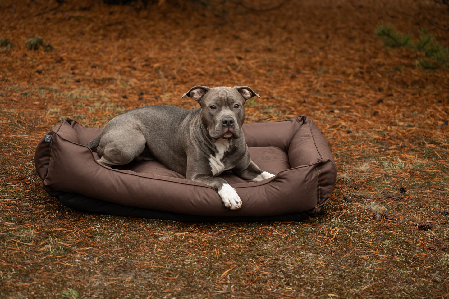 Waterproof Sleeper Dog Bed | Comfortable Support | Easy to Clean