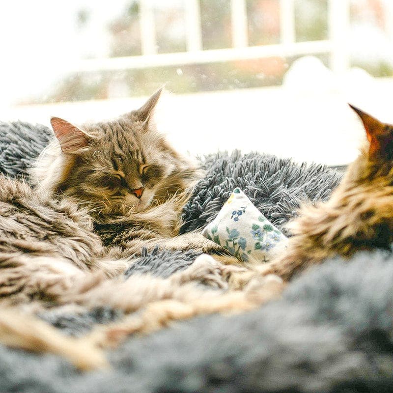 Fluffy Cat Bed | Cozy Warm Soft Design | Perfect for Cats and Kittens