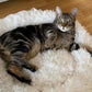 Fluffy Cat Bed | Cozy Warm Soft Design | Perfect for Cats and Kittens