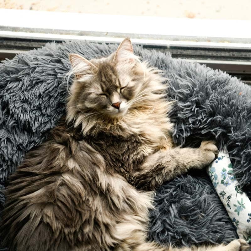 Fluffy Cat Bed | Cozy Warm Soft Design | Perfect for Cats and Kittens