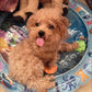 Cooling Pet Water Mat | Keeps Pets Cool and Comfortable | Durable