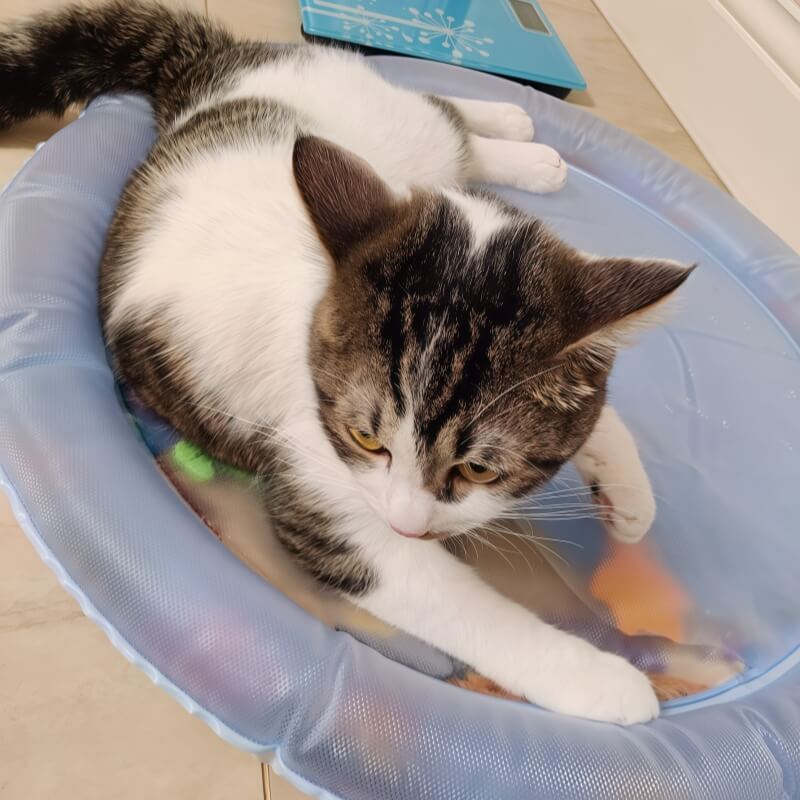 Cooling Pet Water Mat | Keeps Pets Cool and Comfortable | Durable